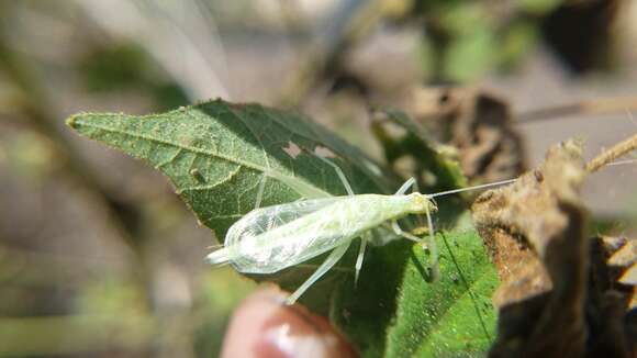 Image of Oecanthus allardi Walker, T. J. & Gurney 1960