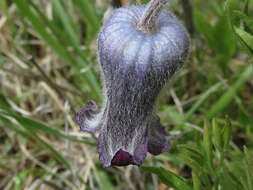 Image of <i>Clematis <i>hirsutissima</i></i> var. hirsutissima