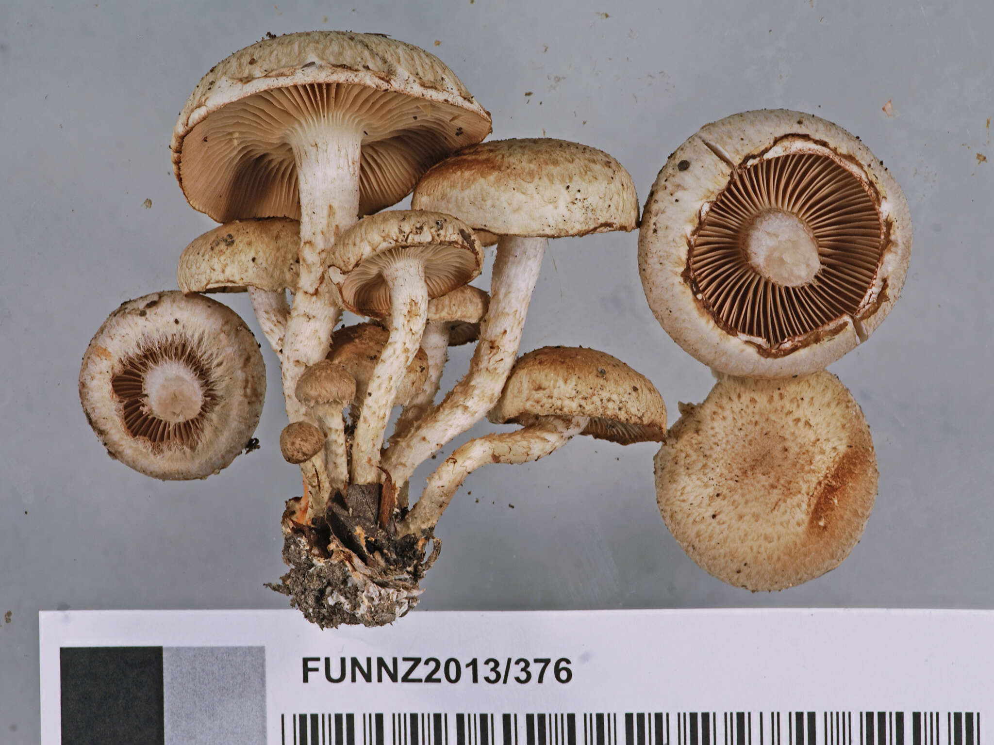 Image of Pholiota gummosa (Lasch) Singer 1951