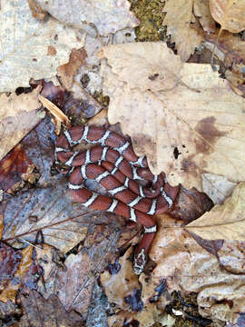 Image of milk snake