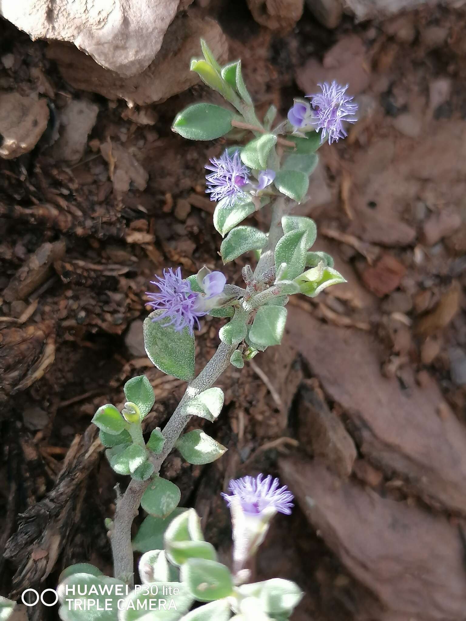 Image of Polygala asbestina Burch.