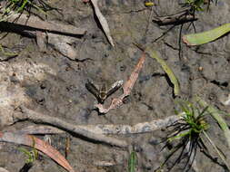 Image of Aleucosia atherix (Newman 1841)