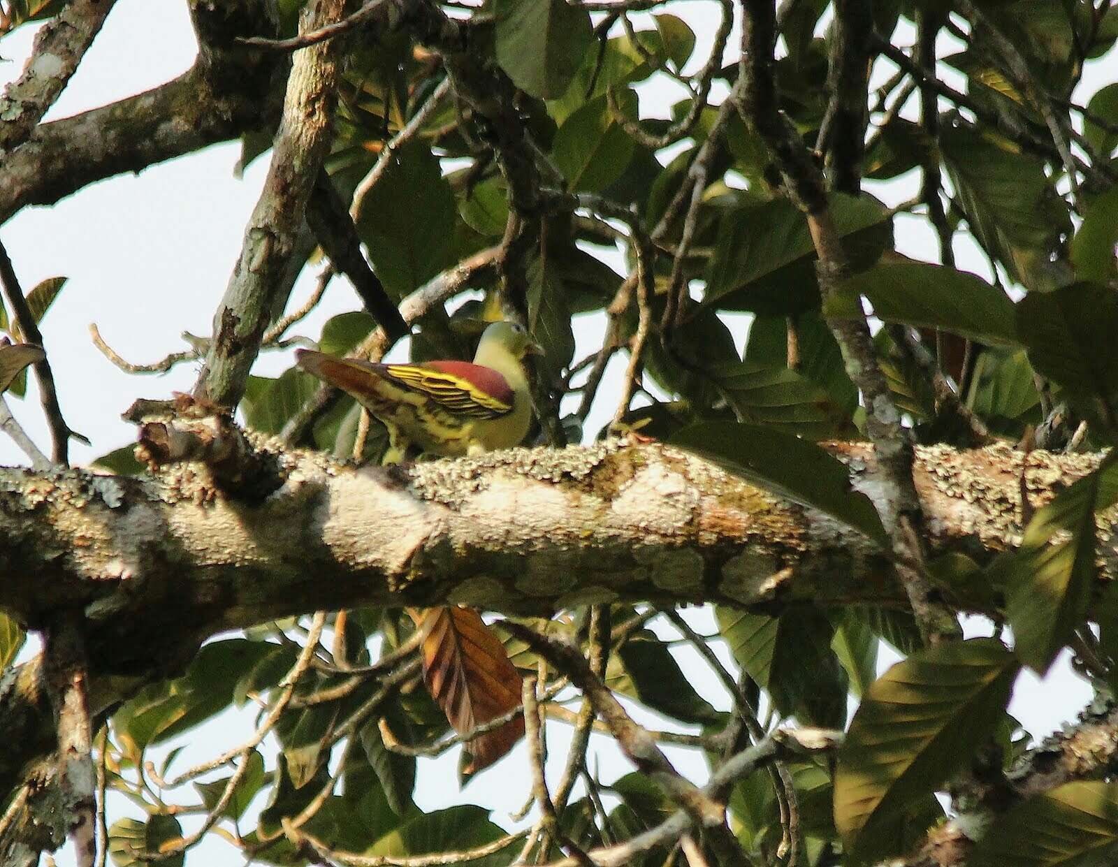 Image of Grey-fronted Green Pigeon