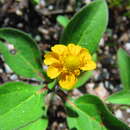 Image of Melampodium longipilum B. L. Rob.