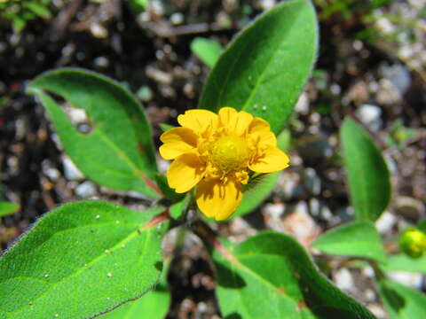 Image of Melampodium longipilum B. L. Rob.