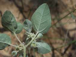 Image of threeseed croton