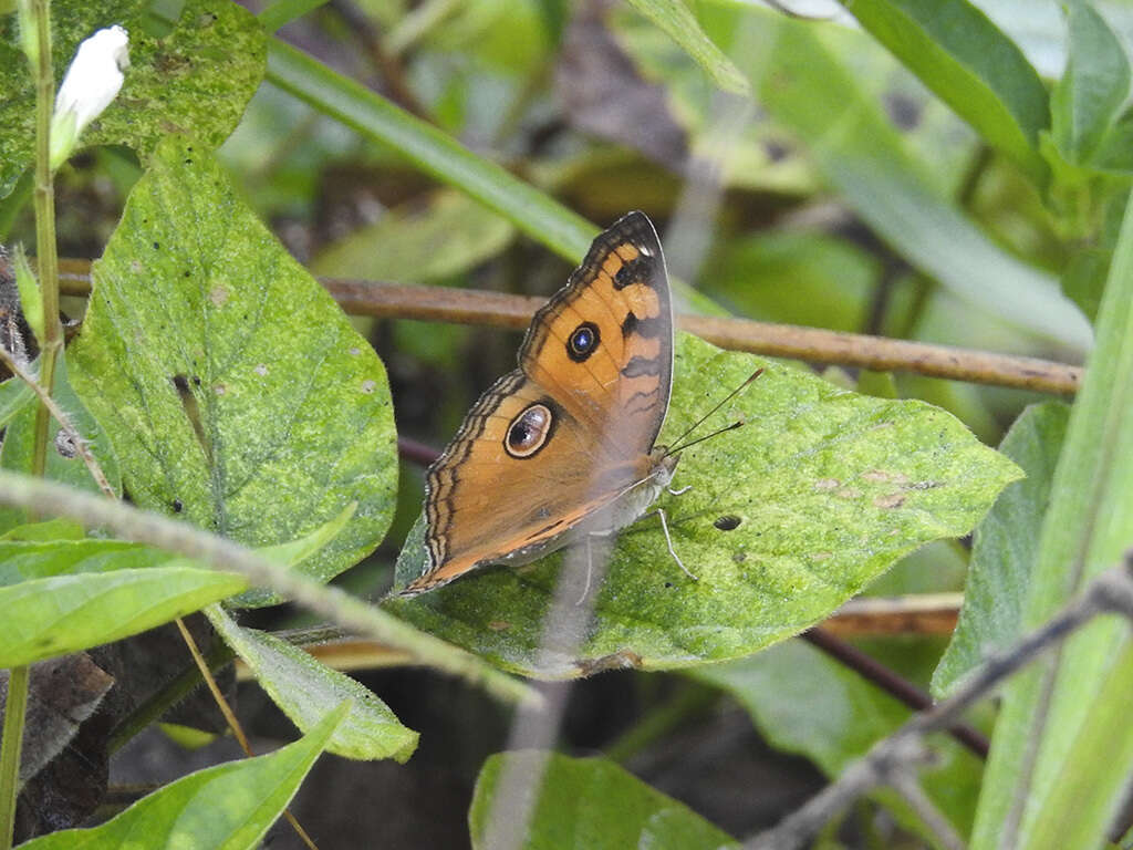 Image of Peacock Pansy