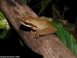 Image of Himalayan Tree Frog