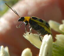 Image of Spotted Cucumber Beetle