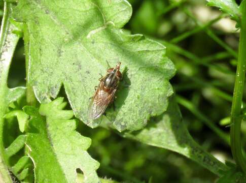 Image of Rhingia campestris Meigen 1822