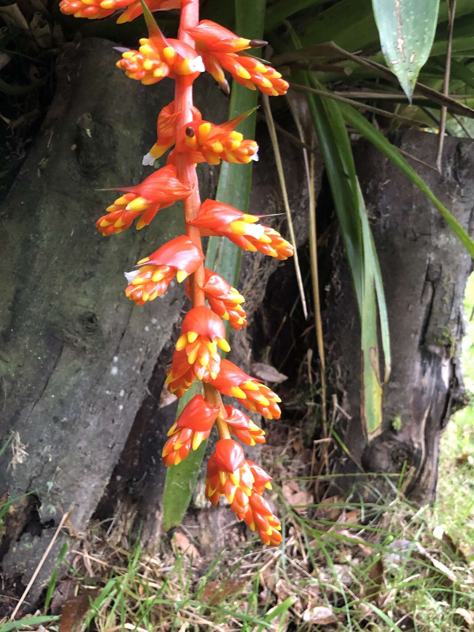 Image of Guzmania multiflora (André) André ex Mez