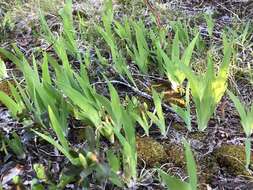 Image of dwarf lake iris