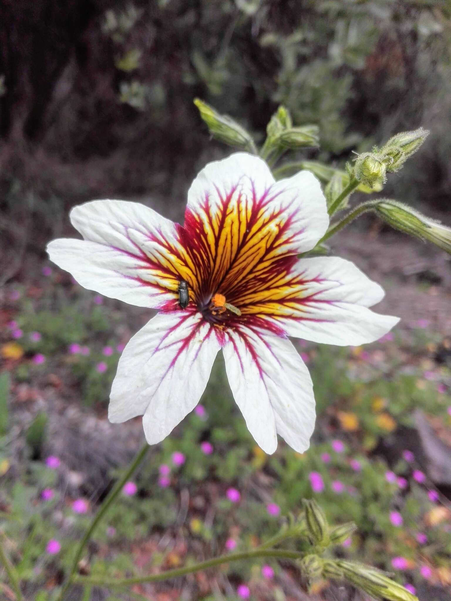 Image of salpiglossis