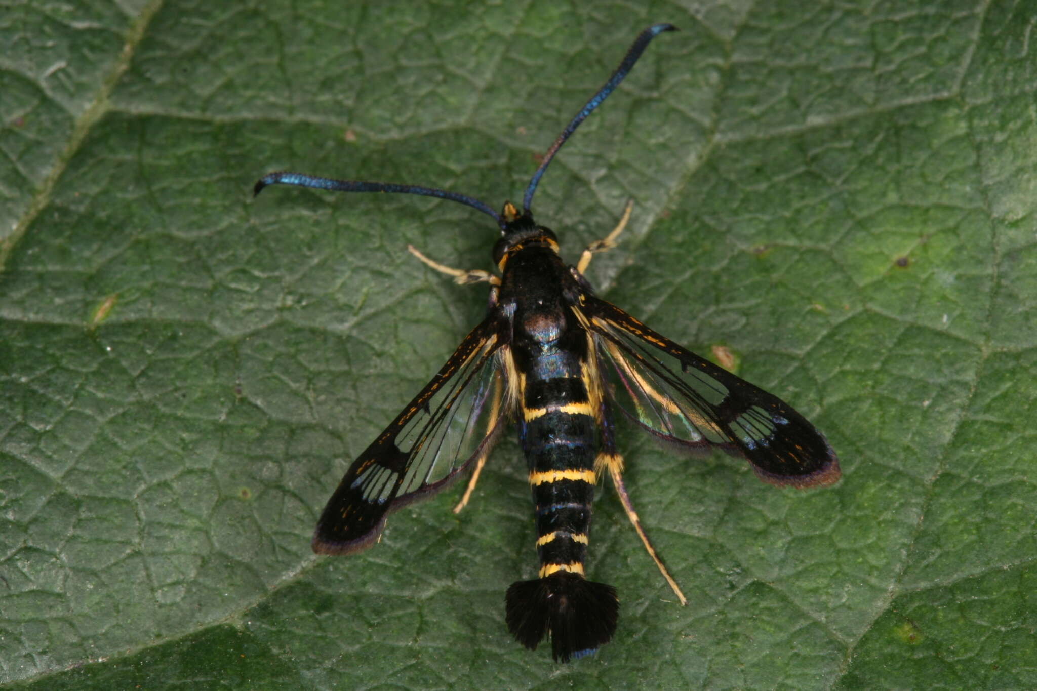 Image of Synanthedon spuleri Fuchs 1908