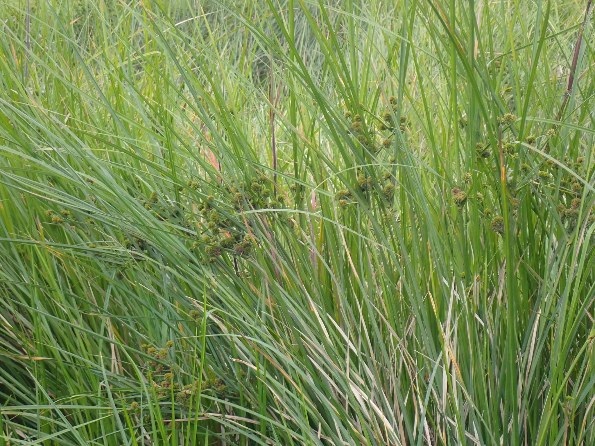 Image of Cuban-Bulrush