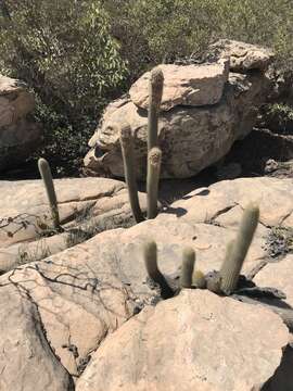 Micranthocereus purpureus (Gürke) F. Ritter的圖片