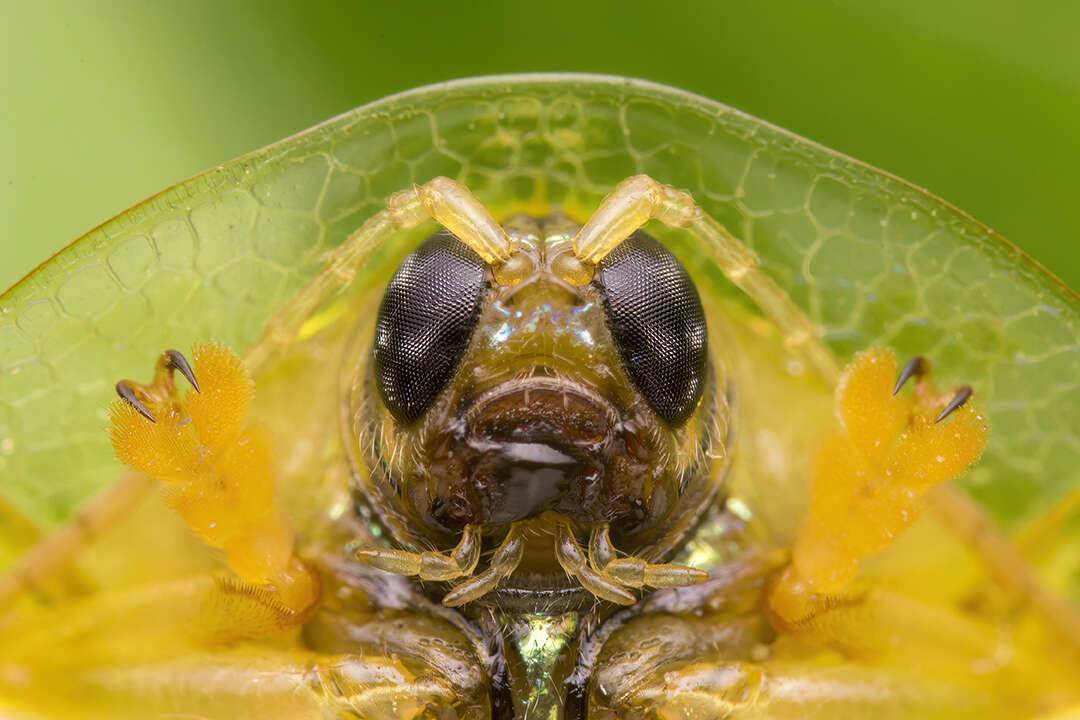 Image of Coptocycla (Psalidonota) leprosa (Boheman 1855)