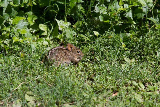 Image of Four-striped Grass Mouse