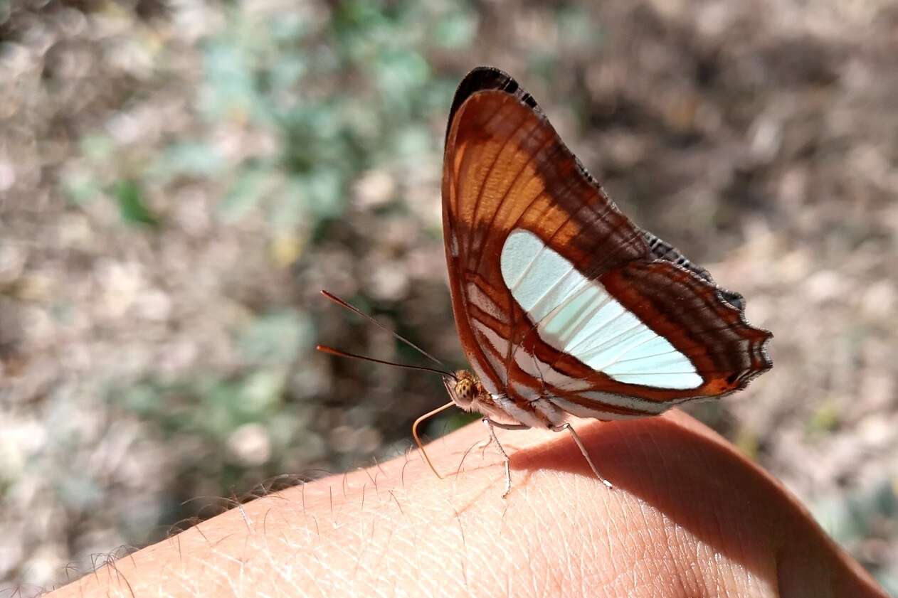 Image of Adelpha thoasa