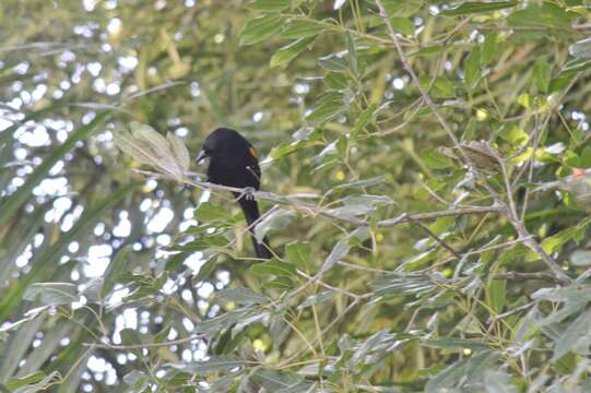 Image of Variable Oriole