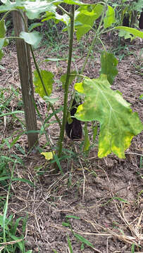 Image of eggplant