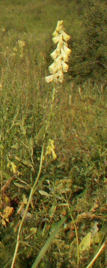 Image of <i>Aconitum lasiostomum</i>
