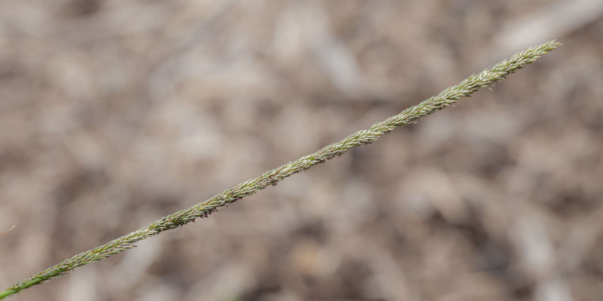 Image of rat-tail grass