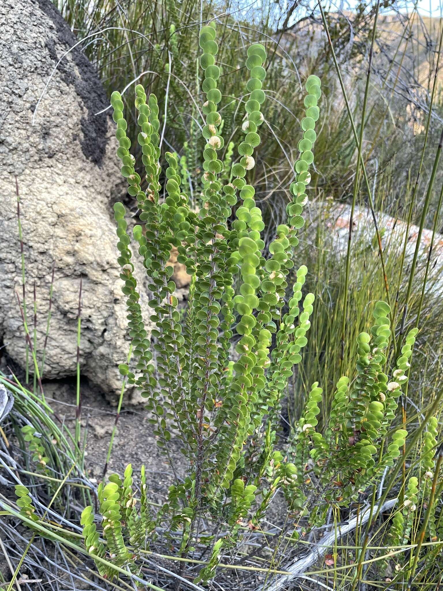 Image of Cliffortia pulchella L. fil.