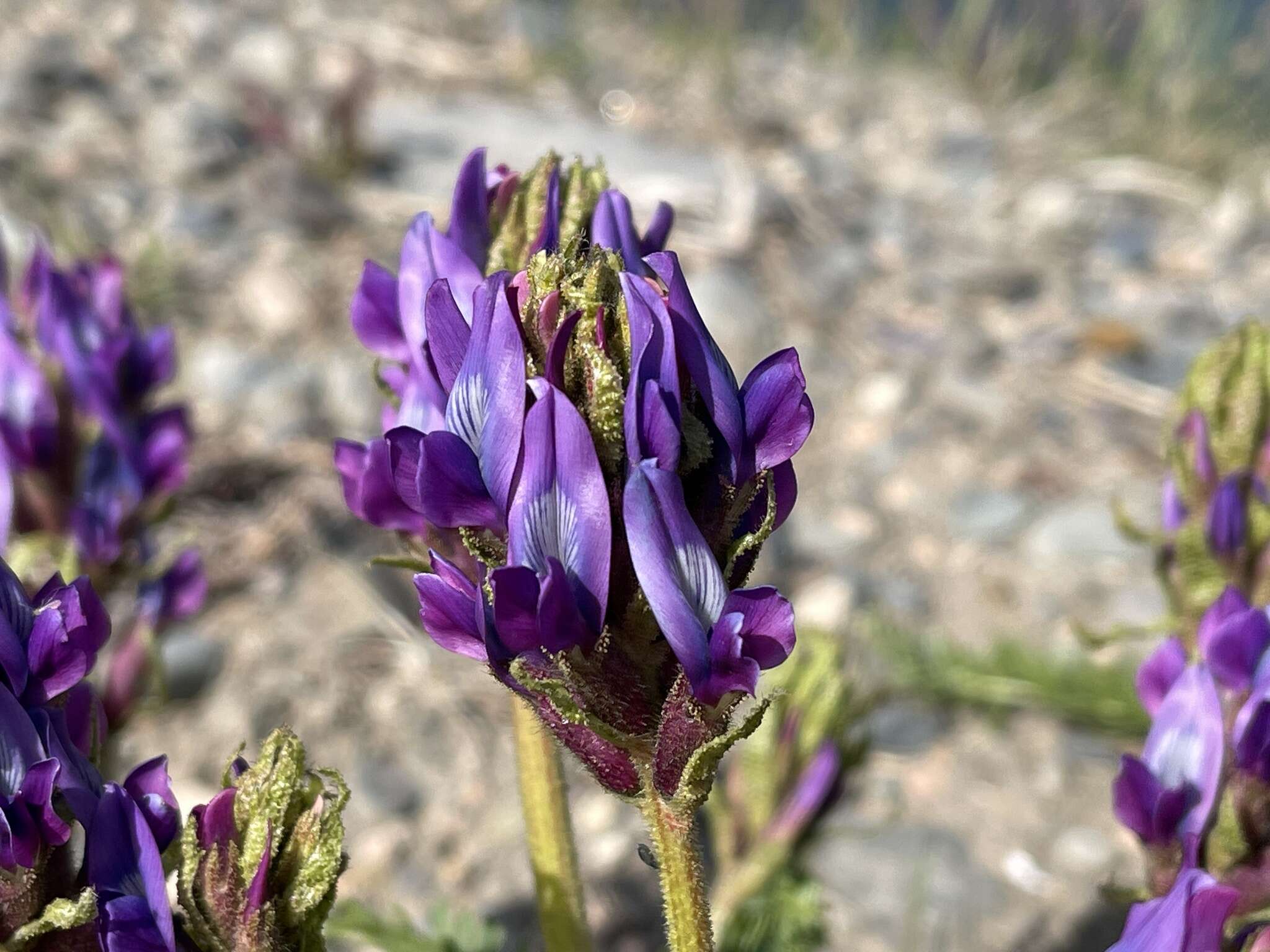 Image of Oxytropis pseudoglandulosa Grubov