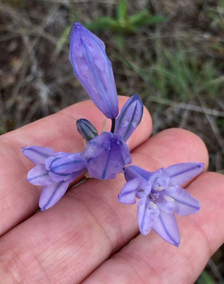 صورة Triteleia grandiflora Lindl.