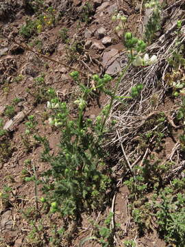 Image of Loasa prostrata Gill. ex Arn.