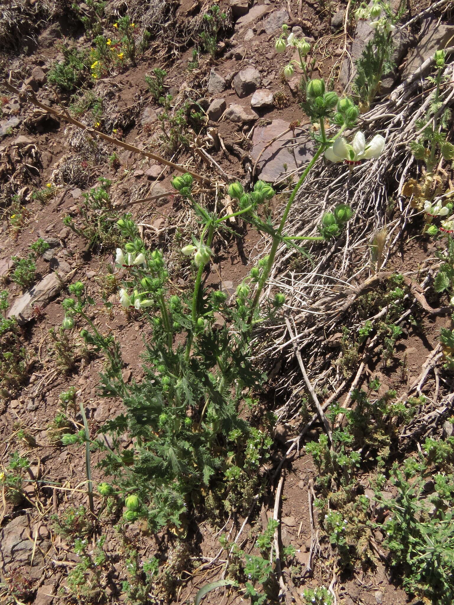 Image of Loasa prostrata Gill. ex Arn.