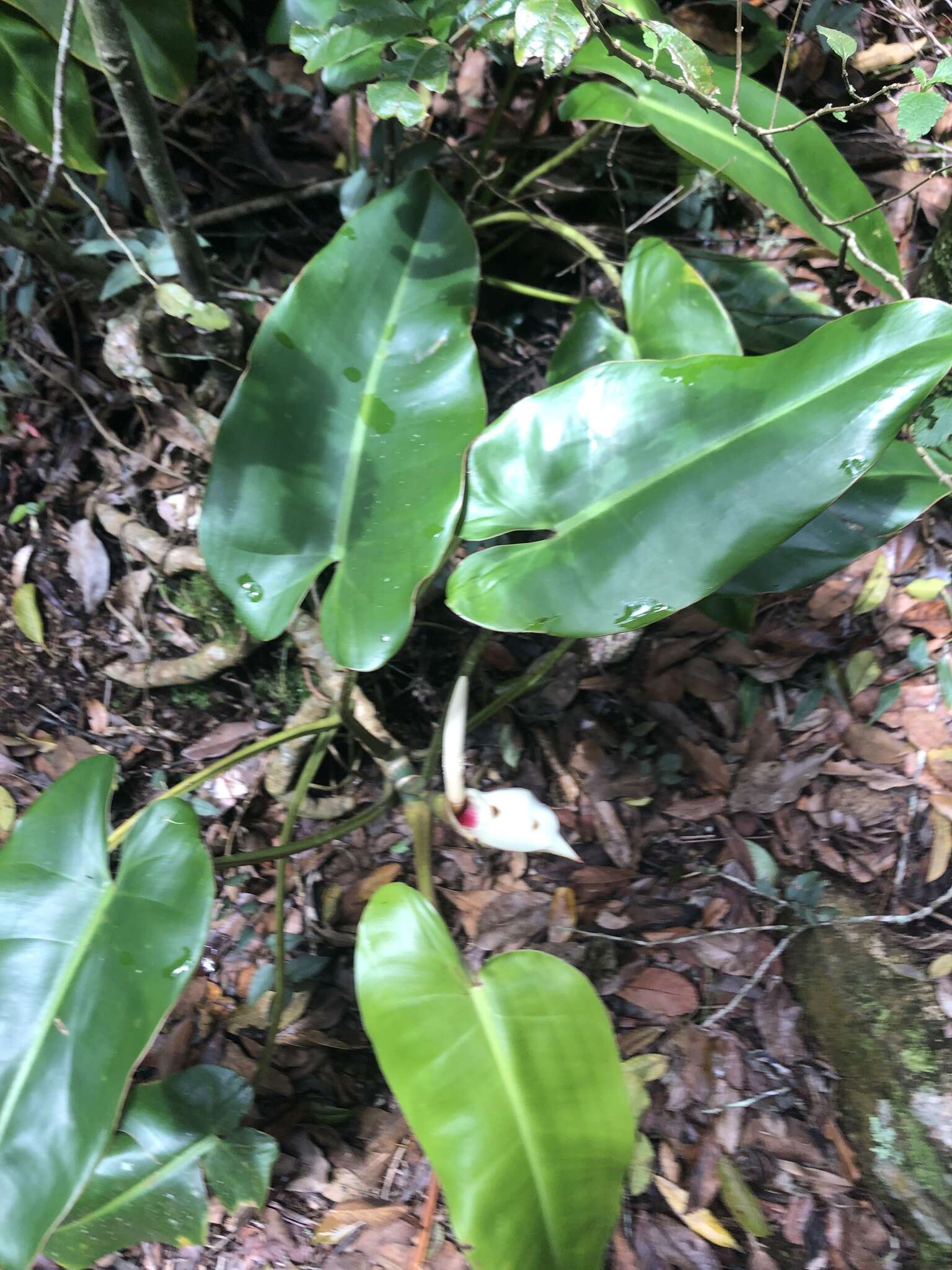 Imagem de Philodendron loefgrenii Engl.