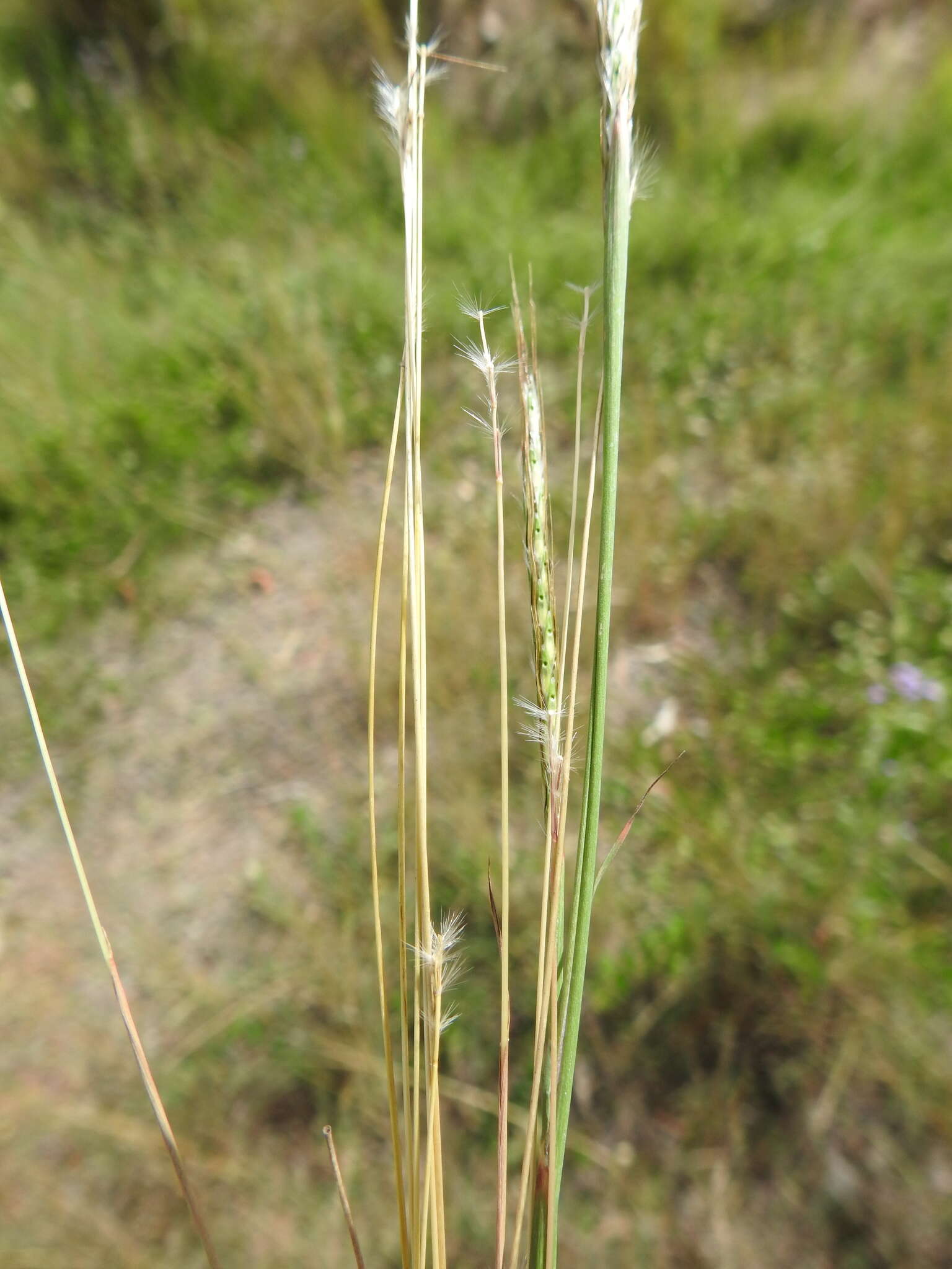 صورة Bothriochloa decipiens (Hack.) C. E. Hubb.