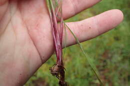 Image of Twisted yellow-eyed grass