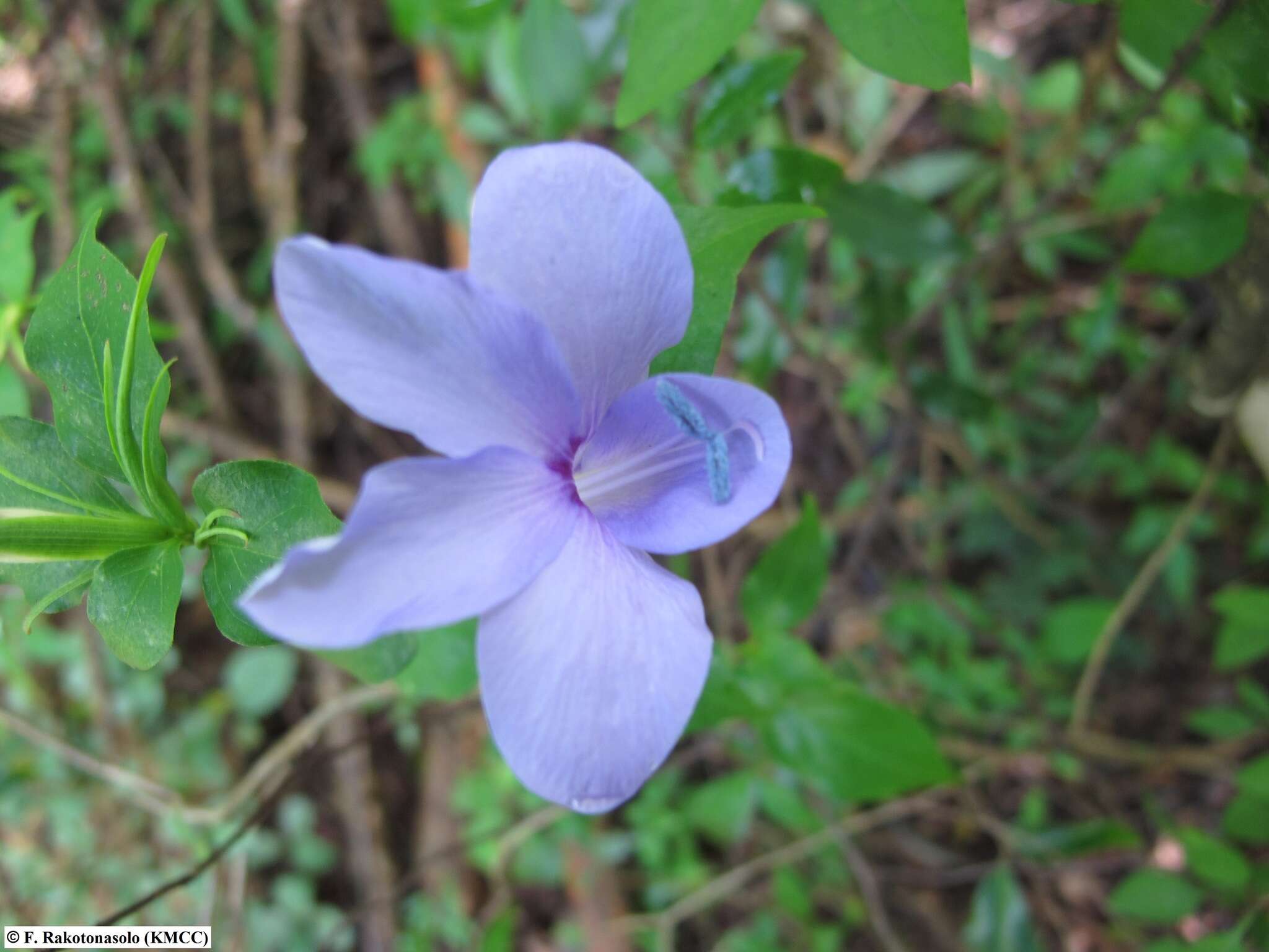 صورة Barleria phillyreifolia Baker