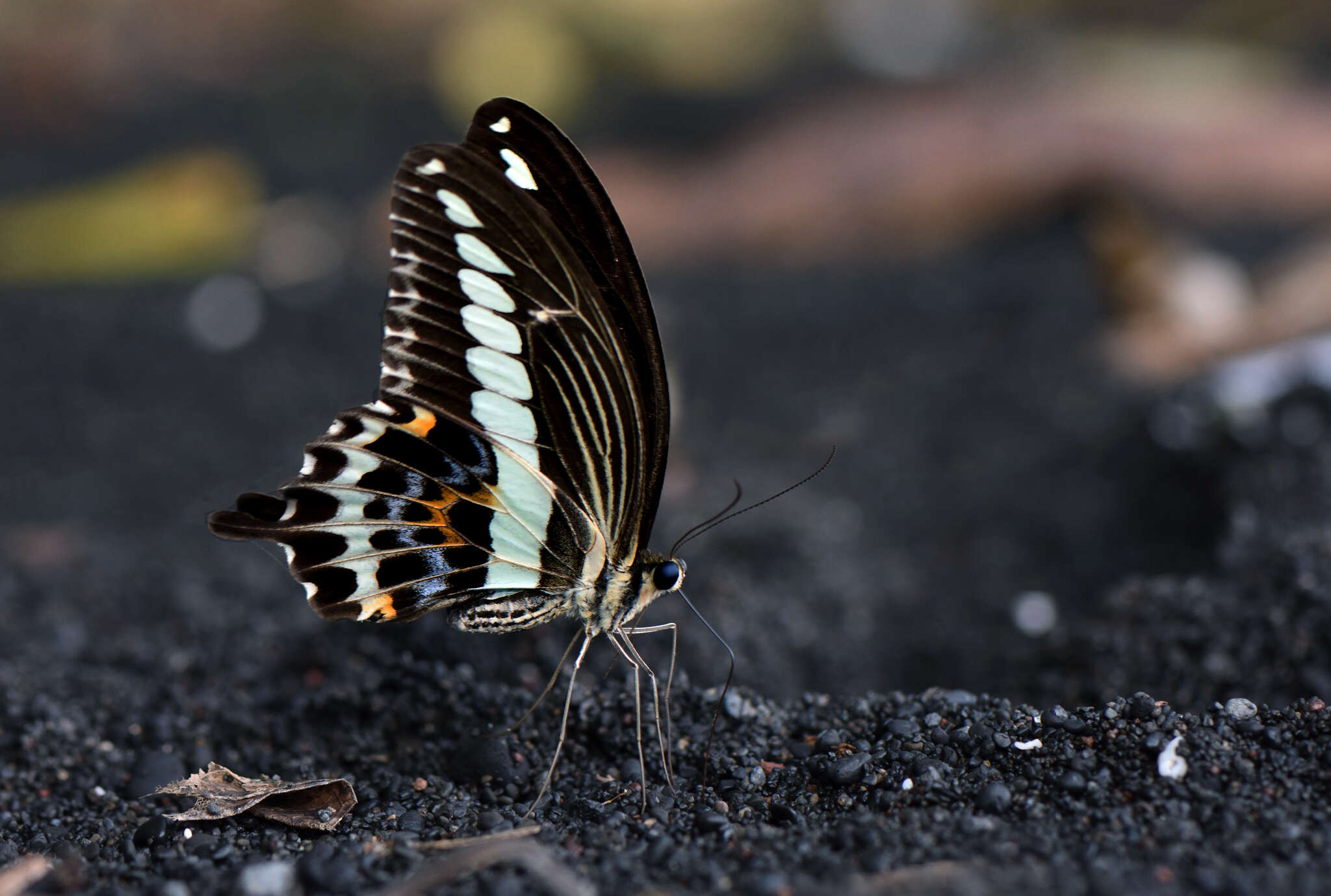 Sivun Papilio gigon Felder & Felder 1864 kuva