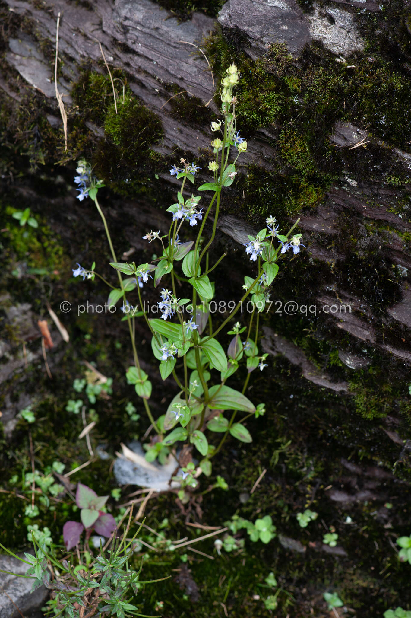 Image of Halenia elliptica D. Don