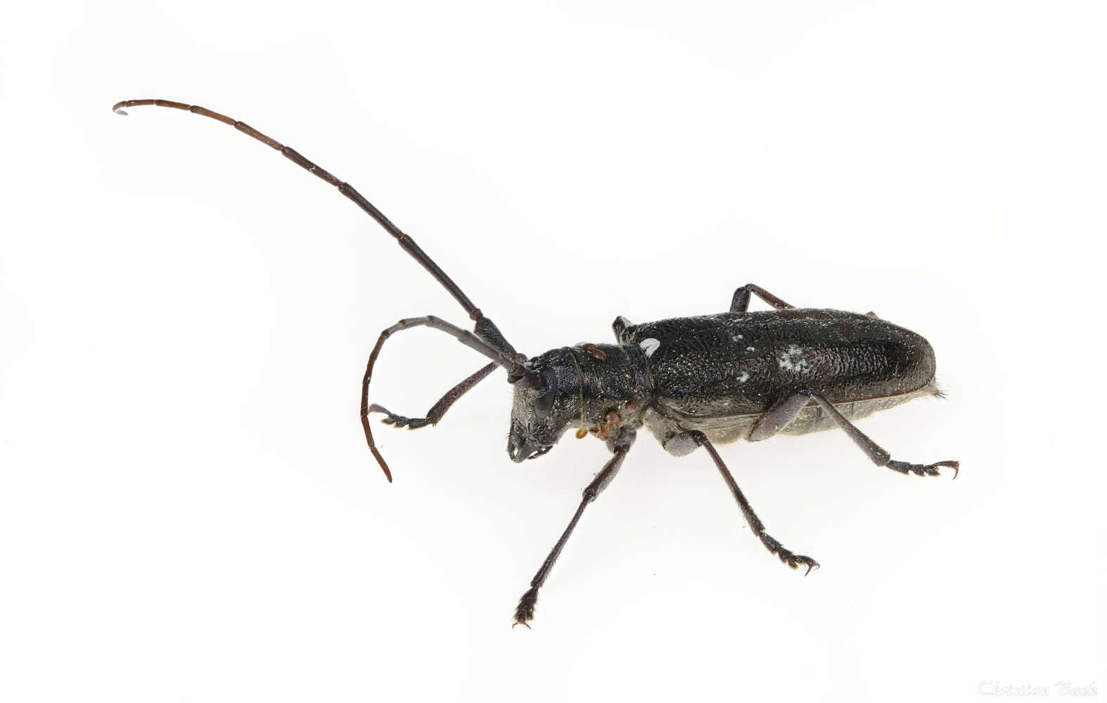 Image of White-spotted Sawyer