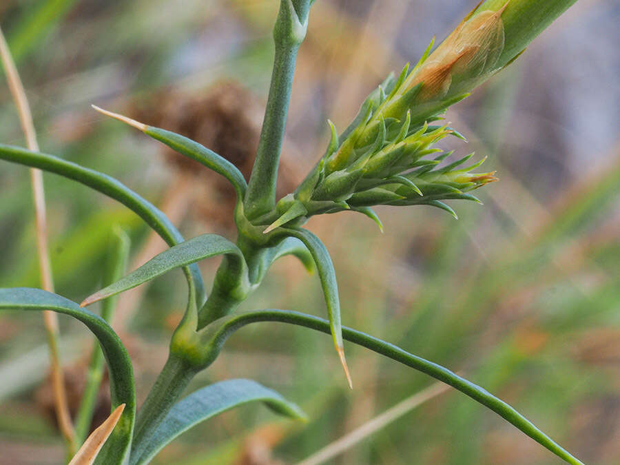 Image of Dianthus rupicola Biv.