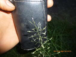 Image of Indian lovegrass