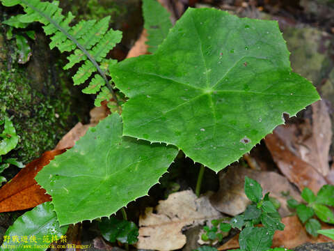 Image de Podophyllum pleianthum Hance