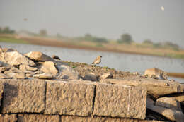 Image of Little Pratincole