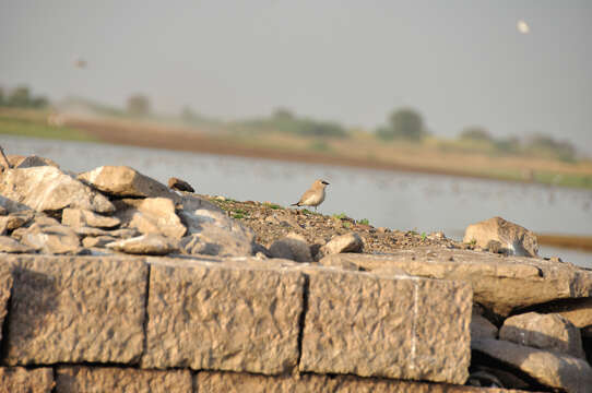 Image of Little Pratincole