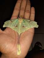 Image of African Luna Moth