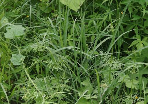 Bidens leptocephala Sherff的圖片