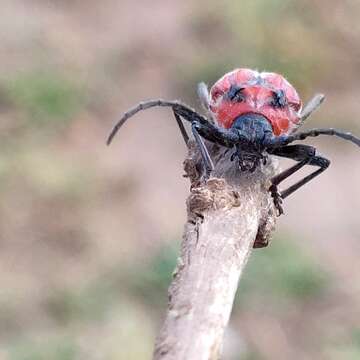 Слика од Eriocharis richardii (Dupont 1838)