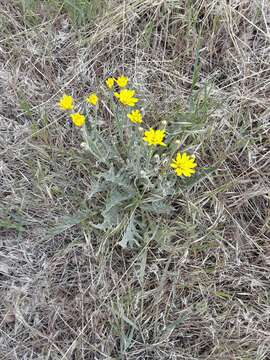 Image of largeflower hawksbeard