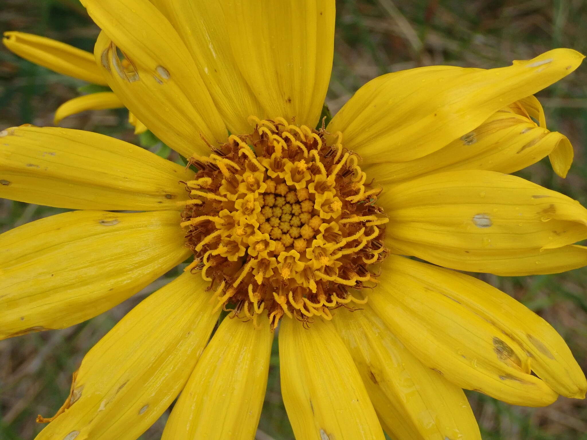 Image of deltoid balsamroot