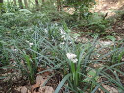 Image of Ophiopogon planiscapus Nakai